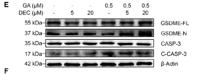 Cleaved-Caspase-3 p17 (D175) Polyclonal Antibody