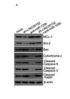 Cleaved-Caspase-3 p17 (D175) Polyclonal Antibody