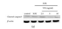 Cleaved-Caspase-3 p17 (D175) Polyclonal Antibody