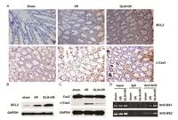 Cleaved-Caspase-3 p17 (D175) Polyclonal Antibody