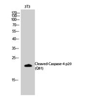 Cleaved-Caspase-4 p20 (Q81) Polyclonal Antibody