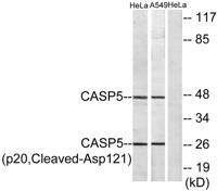 Cleaved-Caspase-5 p20 (D121) Polyclonal Antibody