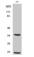 Cleaved-Caspase-6 p18 (D179) Polyclonal Antibody