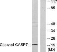 Cleaved-Caspase-7 (S199) Polyclonal Antibody