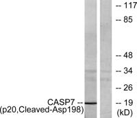 Cleaved-Caspase-7 p20 (D198) Polyclonal Antibody