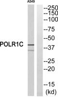 RPA40 Polyclonal Antibody