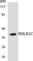 RPA40 Polyclonal Antibody