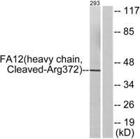 Cleaved-Factor XII HC (R372) Polyclonal Antibody