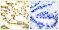 Cleaved-Lamin A (D230) Polyclonal Antibody