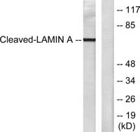 Cleaved-Lamin A (D230) Polyclonal Antibody
