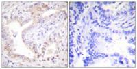 Cleaved-Lamin A (N231) Polyclonal Antibody