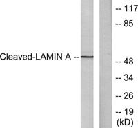 Cleaved-Lamin A (N231) Polyclonal Antibody