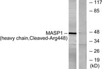 Cleaved-MASP-1 HC (R448) Polyclonal Antibody