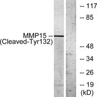 Cleaved-MMP-15 (Y132) Polyclonal Antibody