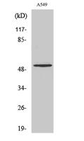 Cleaved-MMP-17 (Q129) Polyclonal Antibody