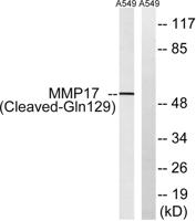 Cleaved-MMP-17 (Q129) Polyclonal Antibody