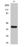 Cleaved-MMP-23 (Y79) Polyclonal Antibody