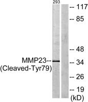 Cleaved-MMP-23 (Y79) Polyclonal Antibody