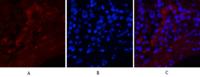 Cleaved-Notch 1 (V1754) Polyclonal Antibody