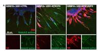 Cleaved-Notch 2 (D1733) Polyclonal Antibody