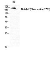 Cleaved-Notch 2 (D1733) Polyclonal Antibody