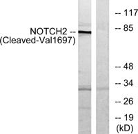 Cleaved-Notch 2 (V1697) Polyclonal Antibody