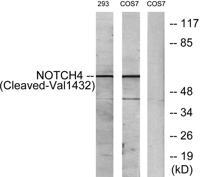 Cleaved-Notch 4 (V1432) Polyclonal Antibody