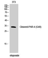 Cleaved-PAR-4 (G48) Polyclonal Antibody