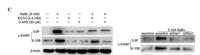 Cleaved-PARP-1 D214 Polyclonal Antibody