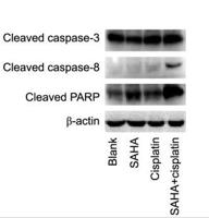 Cleaved-PARP-1 D214 Polyclonal Antibody