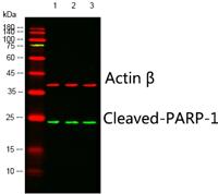 Cleaved-PARP-1 D214 Polyclonal Antibody