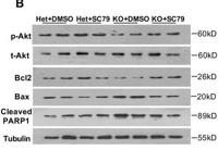 Cleaved-PARP-1 (G215) Polyclonal Antibody