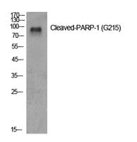 Cleaved-PARP-1 (G215) Polyclonal Antibody