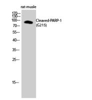 Cleaved-PARP-1 (G215) Polyclonal Antibody