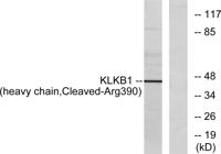 Cleaved-Plasma Kallikrein HC (R390) Polyclonal Antibody