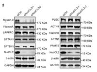 Cleaved-Spectrin α II (D1185) Polyclonal Antibody