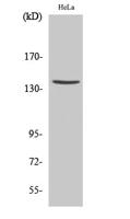 Cleaved-Spectrin α II (D1185) Polyclonal Antibody