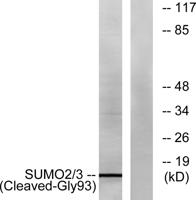 Cleaved-SUMO-2/3 (G93) Polyclonal Antibody