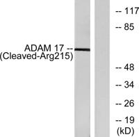 Cleaved-TACE (R215) Polyclonal Antibody