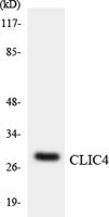 CLIC4 Polyclonal Antibody