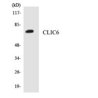 CLIC6 Polyclonal Antibody