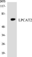 LPCAT2 Polyclonal Antibody