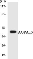 LPAAT-ε Polyclonal Antibody