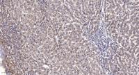 LPAAT-ε Polyclonal Antibody