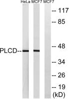 LPAAT-δ Polyclonal Antibody