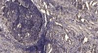 LPAAT-δ Polyclonal Antibody