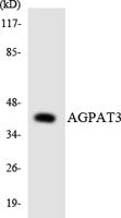 LPAAT-γ Polyclonal Antibody
