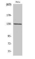 LOK Polyclonal Antibody