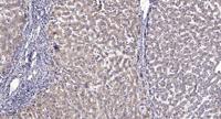 LOK Polyclonal Antibody