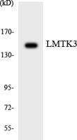 LMTK3 Polyclonal Antibody